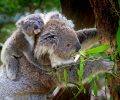 Help Protect Critical Koala Habitats