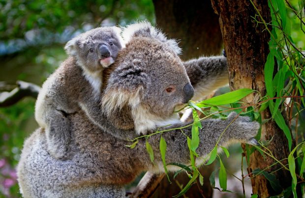 Help Protect Critical Koala Habitats